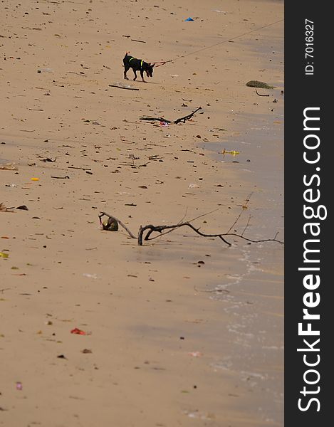 Dog at the beach on a leash