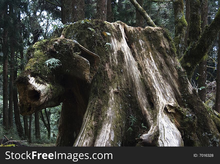 A pig shaped tree trunk from an old cypress tree.