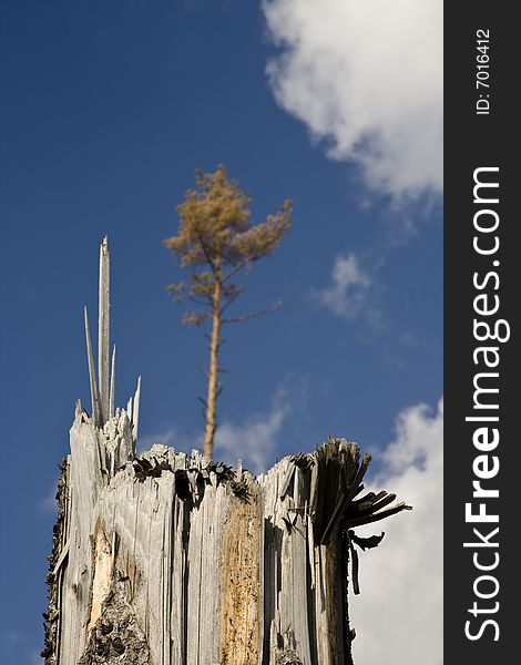 Broken tree, calamity in forest