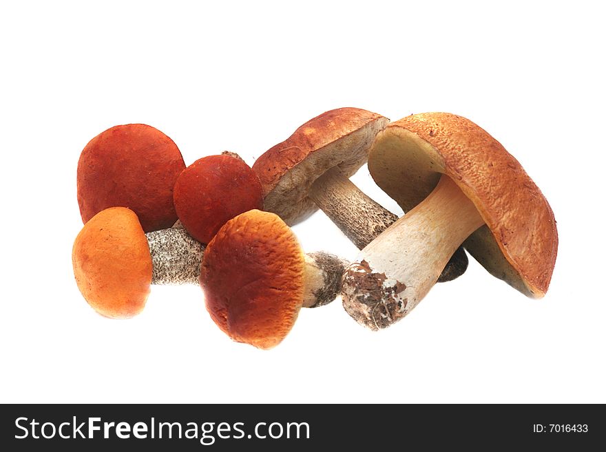 Pile of mushrooms isolated on white. Pile of mushrooms isolated on white.