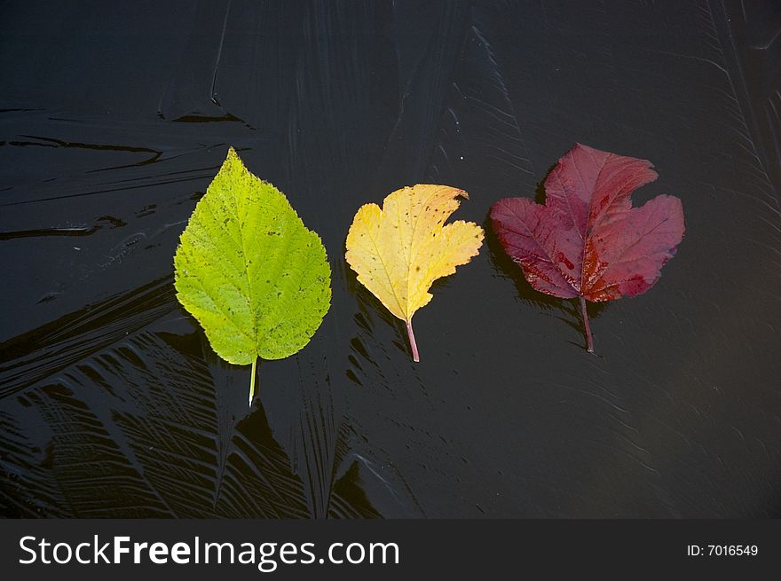 Leaves on ice spread out on colours of a traffic light