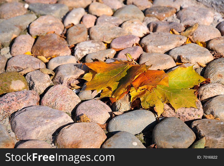 Maple leaves on the stones. Maple leaves on the stones.