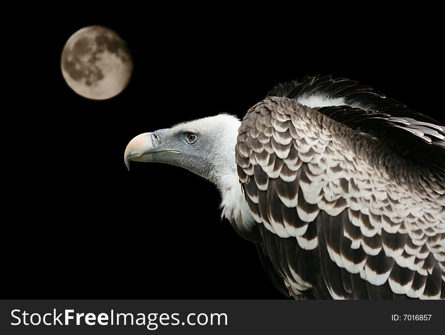 Griffon. Vulture searching for a prey. Griffon. Vulture searching for a prey