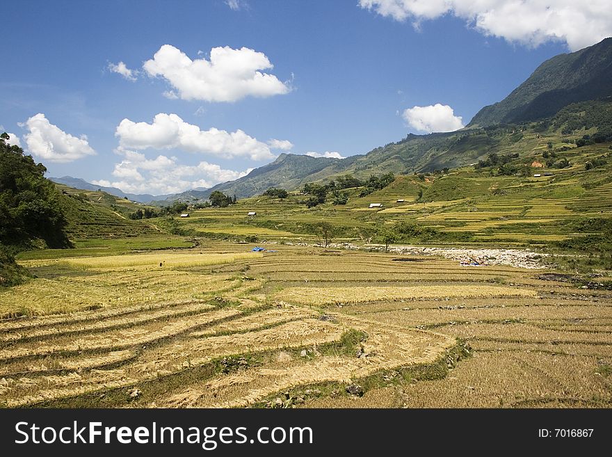This photo is from Sapa, Vietnam.  The terraces are used to grow rice.  The golden colour shows that it's harvest time.  Rice terraces are used to conserve soil