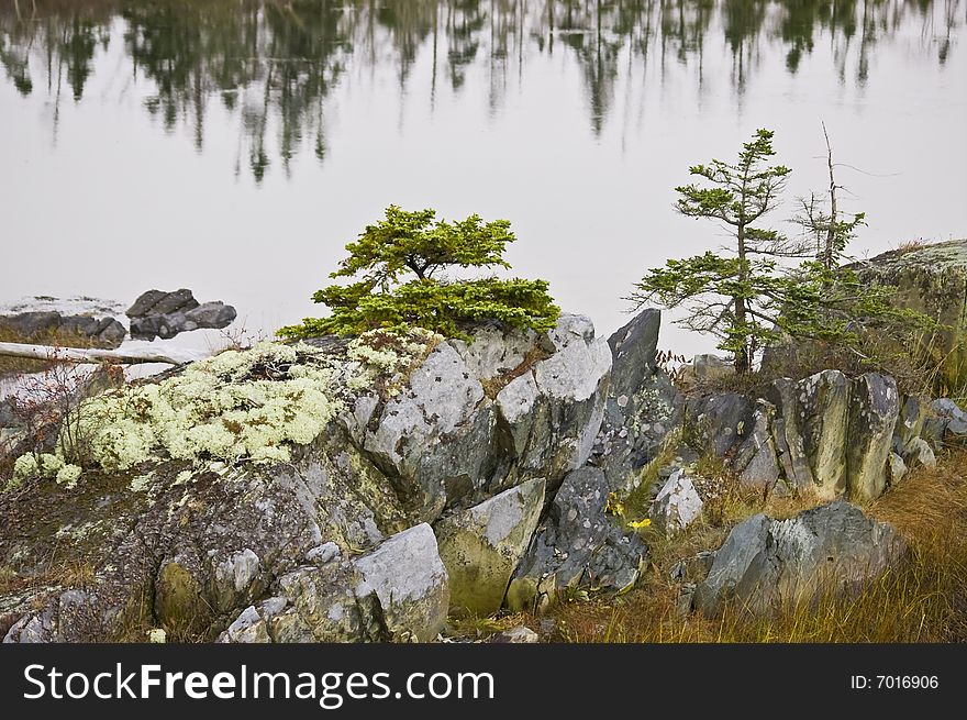 Marsh ecosytem with mossy rocks and trees