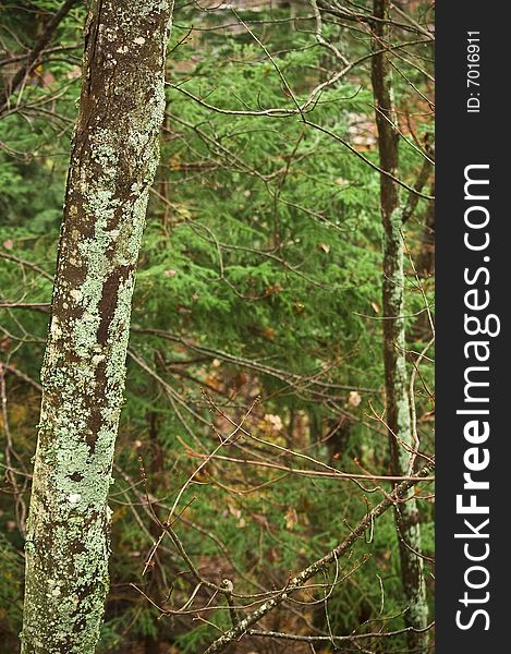 Old boreal forest tree in Salt Marsh park in Nova Scotia (Canada), covered in moss and lichen. Old boreal forest tree in Salt Marsh park in Nova Scotia (Canada), covered in moss and lichen.