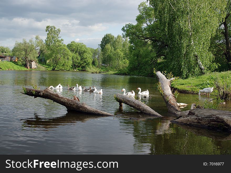 Swans on the lake in summer. Swans on the lake in summer.