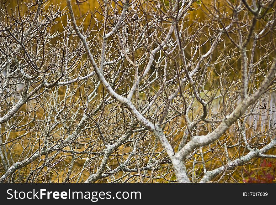 Empty shrub tree branches in autumn twist and form complex abstract background. Empty shrub tree branches in autumn twist and form complex abstract background.