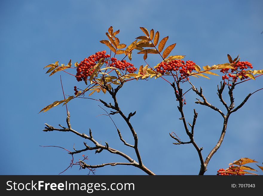 Red sheet of rowanberry on background blue sky
