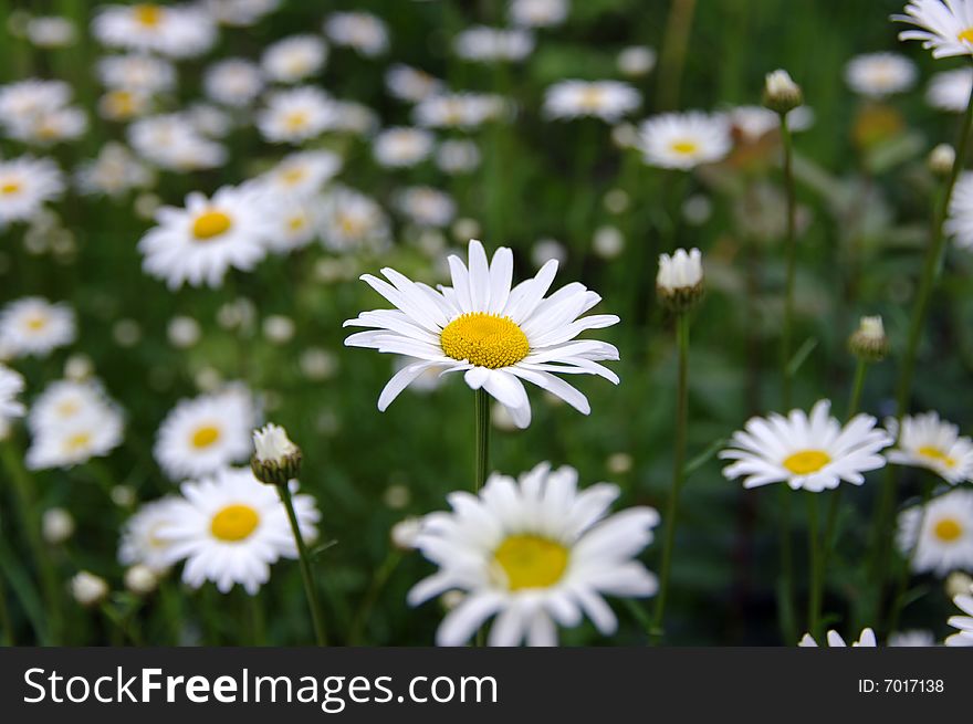 Daisies on a summer meadow. Daisies on a summer meadow