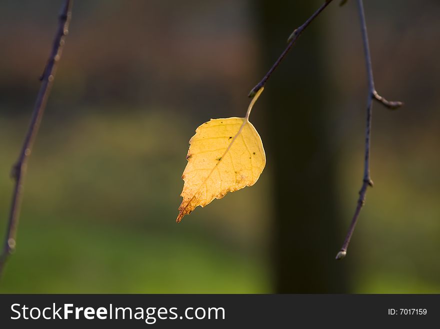 Birch leaves against a dark background