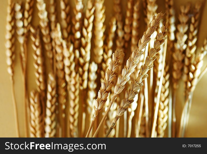 Detail of wheat on brown background