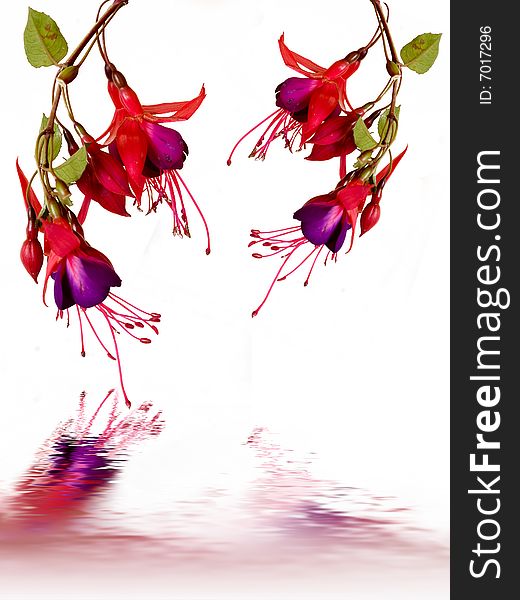 Fuchsia with reflection on a white background. Fuchsia with reflection on a white background.