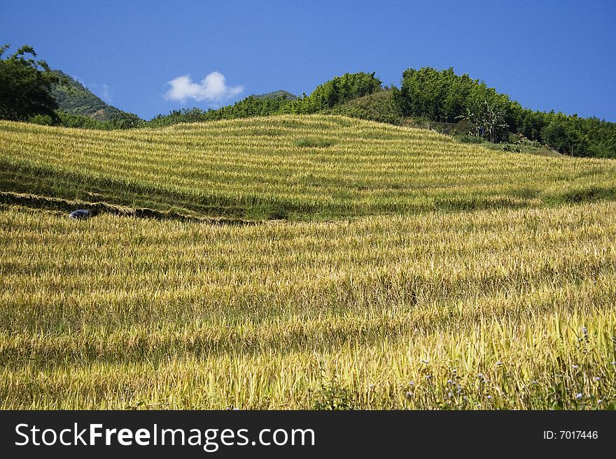 This photo is from Sapa, Vietnam. The terraces are used to grow rice. The golden colour shows that it's harvest time. Rice terraces are used to conserve soil. This photo is from Sapa, Vietnam. The terraces are used to grow rice. The golden colour shows that it's harvest time. Rice terraces are used to conserve soil