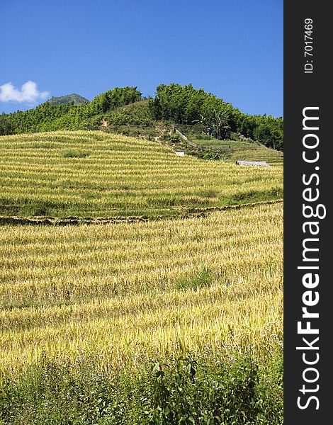 This photo is from Sapa, Vietnam.  The terraces are used to grow rice.  The golden colour shows that it's harvest time.  Rice terraces are used to conserve soil. This photo is from Sapa, Vietnam.  The terraces are used to grow rice.  The golden colour shows that it's harvest time.  Rice terraces are used to conserve soil