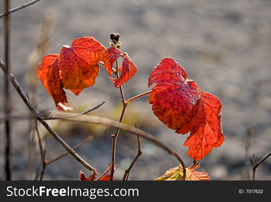 Autumn red orange November leaves of a blackberry in sun beams. Autumn red orange November leaves of a blackberry in sun beams