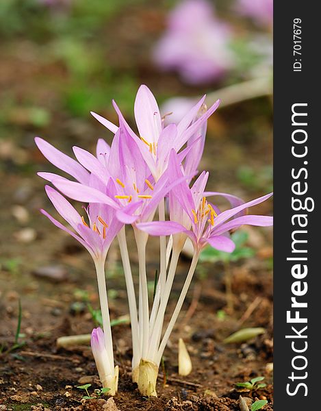 Pink amaryllis flowers growth on the ground. Pink amaryllis flowers growth on the ground