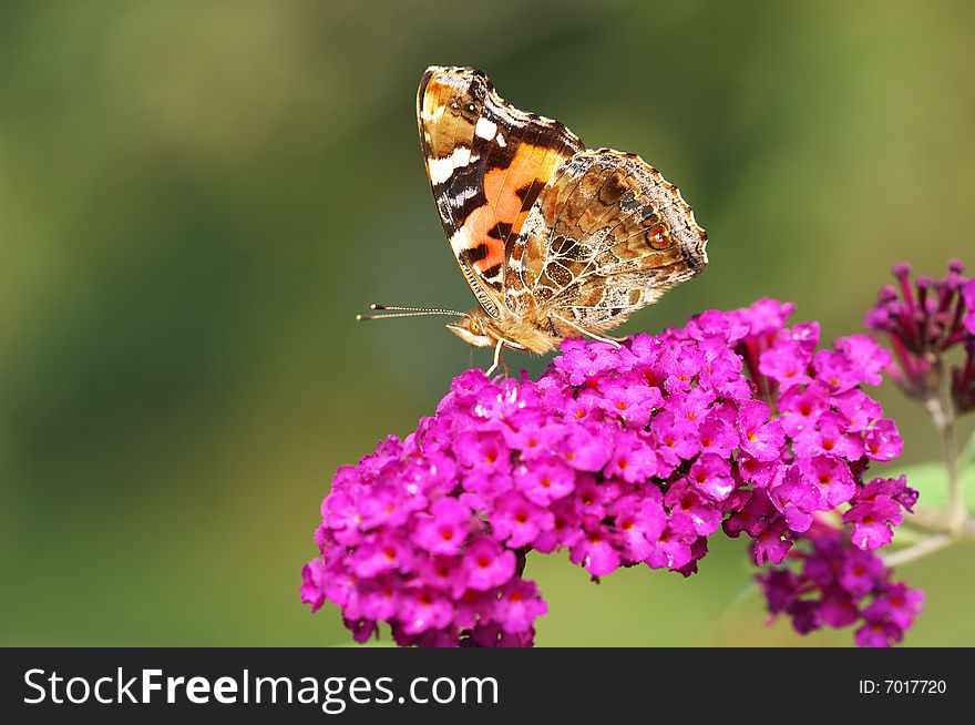 A butterfly feeding on flower