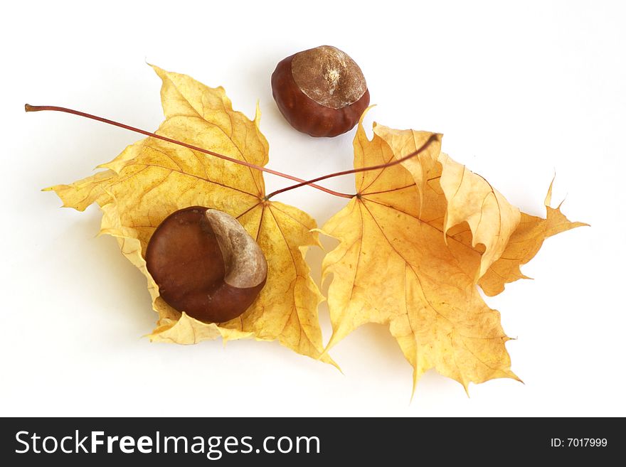 Chestnuts and yellow old maple leafs on white background. Chestnuts and yellow old maple leafs on white background