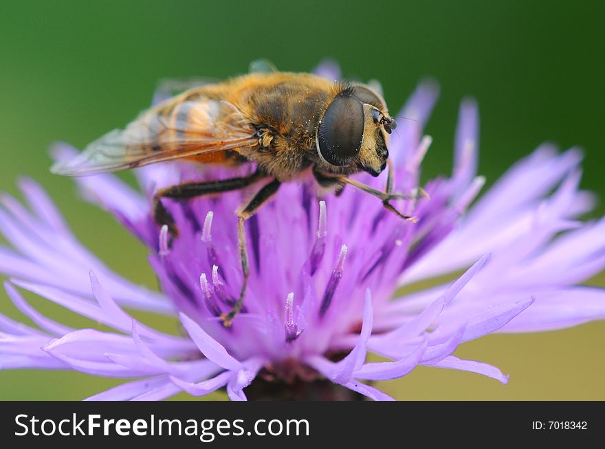 A bee macro picture wings and head detail