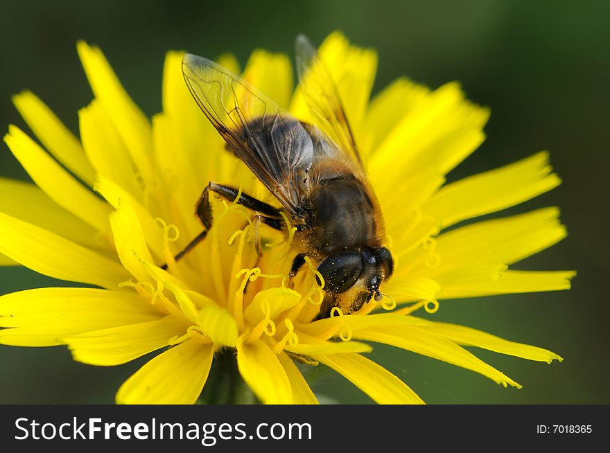 A bee macro picture wings and head detail