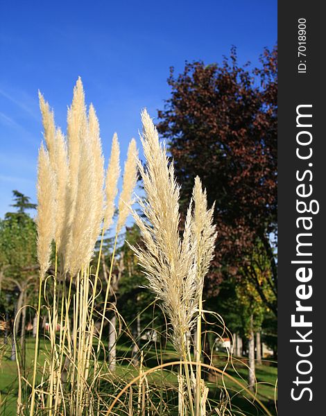 Group of cortaderia plants, a plant from Southamerica, at a garden in Madrid against a blue sky and some prunus. Group of cortaderia plants, a plant from Southamerica, at a garden in Madrid against a blue sky and some prunus