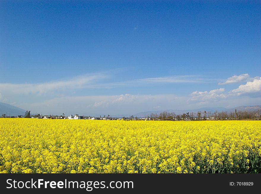 Rape Flower