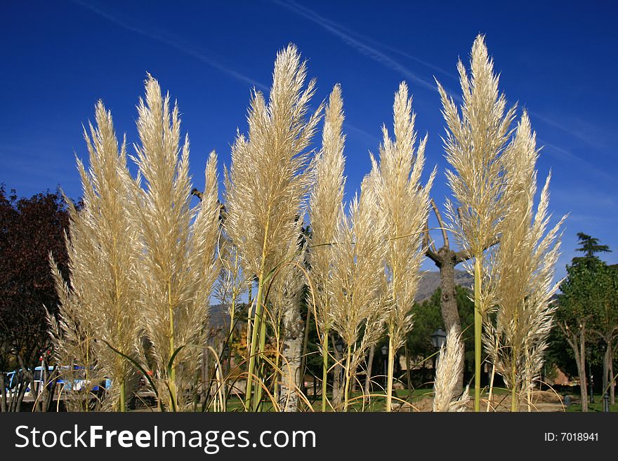 Group of cortaderia plants, a plant from Southamerica, at a garden in Madrid against a blue sky. Group of cortaderia plants, a plant from Southamerica, at a garden in Madrid against a blue sky