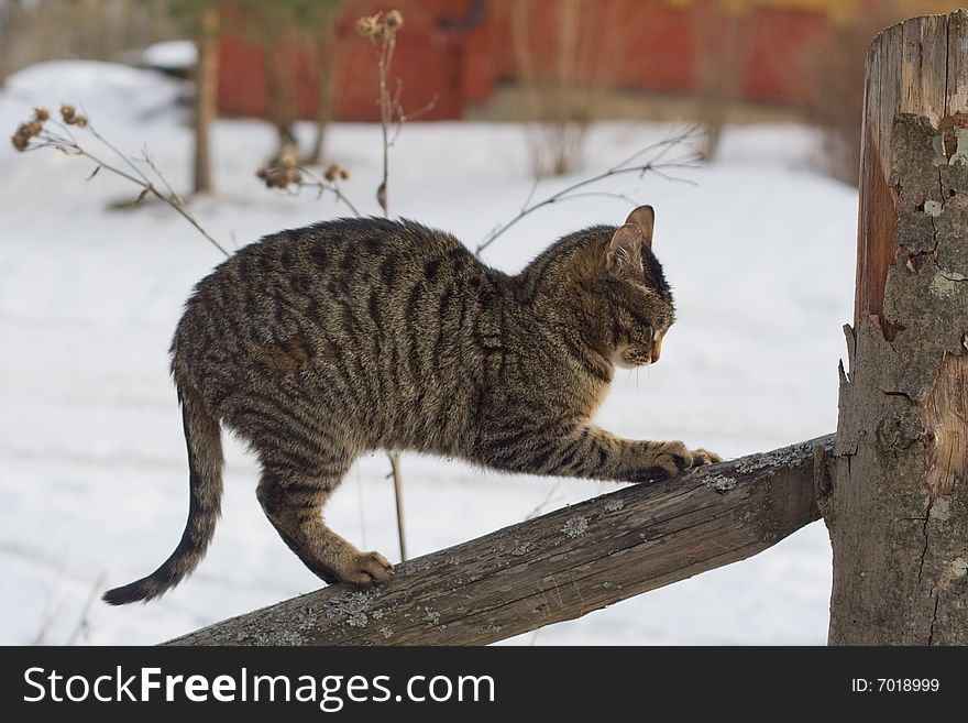 Gray tabby cat climbing a fence in the country. Gray tabby cat climbing a fence in the country