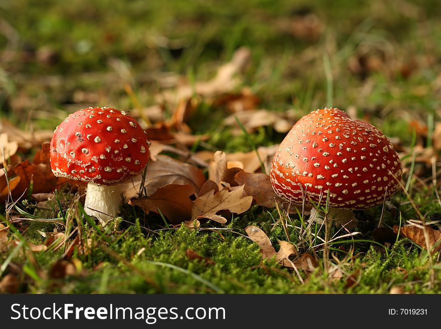 Autumn scene: two toadstools with leafs in the grass