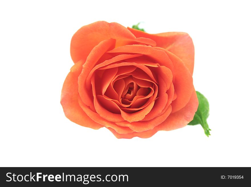 Red rose isolated on white background. Red rose isolated on white background.