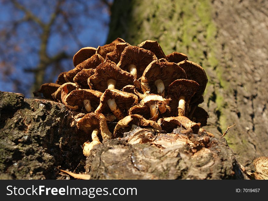 Mushrooms On The Tree