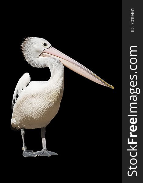 A pelican is on a black background
