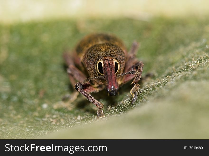 A small beetle belonging to the family of Curculionidae. Curculionidae is the family of the true weevils (or snout beetles). A small beetle belonging to the family of Curculionidae. Curculionidae is the family of the true weevils (or snout beetles).