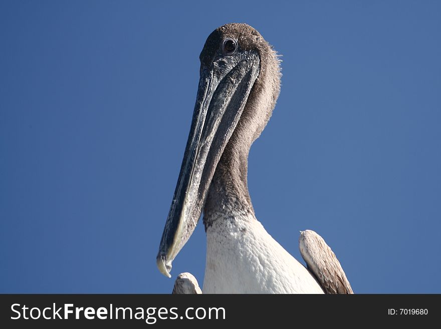 Pelican And Clear Sky.