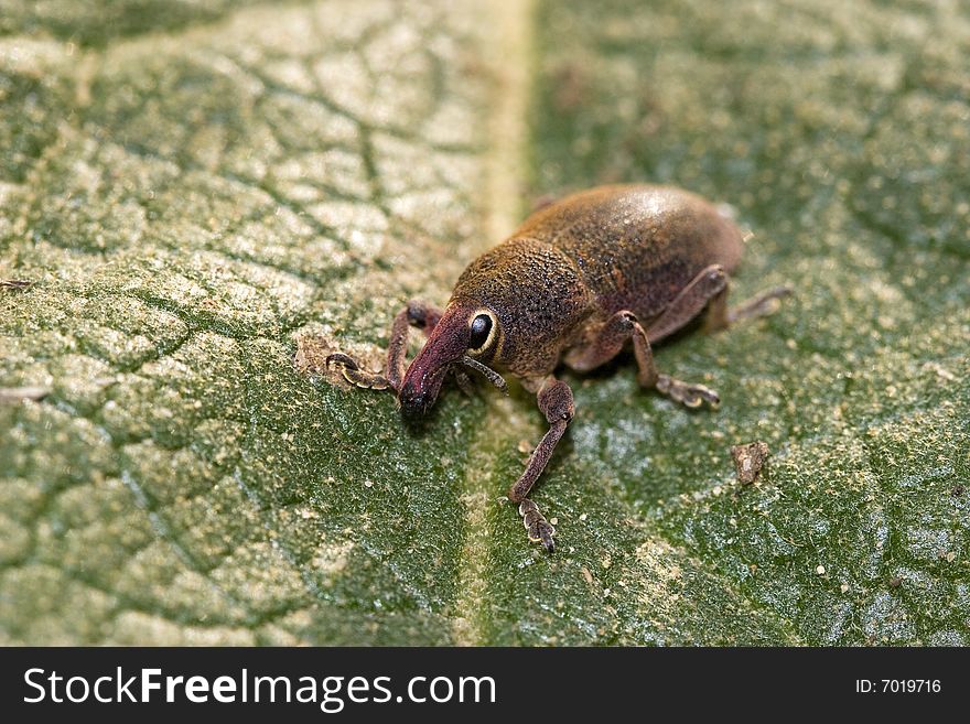 A small beetle belonging to the family of Curculionidae. Curculionidae is the family of the true weevils (or snout beetles). A small beetle belonging to the family of Curculionidae. Curculionidae is the family of the true weevils (or snout beetles).
