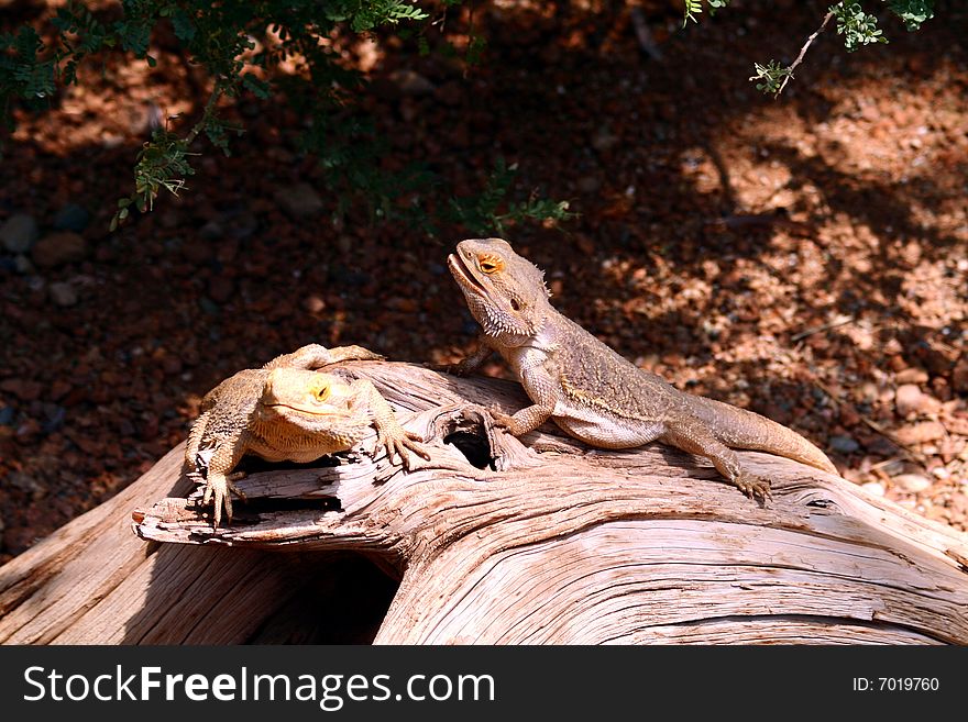 Two lizard s with one sunning itself on a branch. Two lizard s with one sunning itself on a branch.