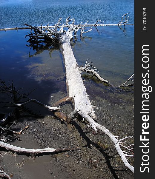 THe tree trunk dried and fallen in to the water. THe tree trunk dried and fallen in to the water.