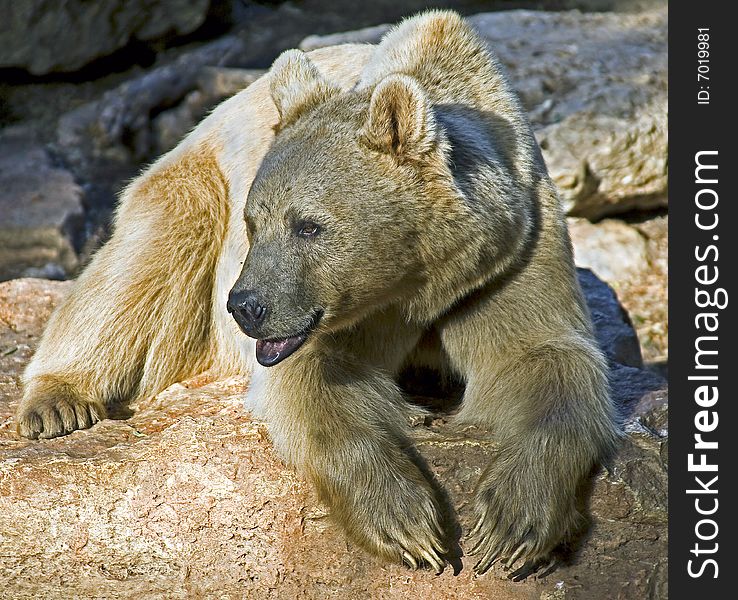 Syrian brown bear on the red rock. Syrian brown bear on the red rock