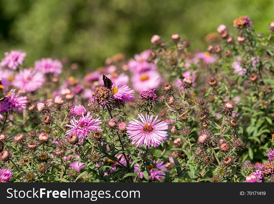 Small pink flowers and butterfly in the garden, macro photo with shallow dof. Small pink flowers and butterfly in the garden, macro photo with shallow dof.