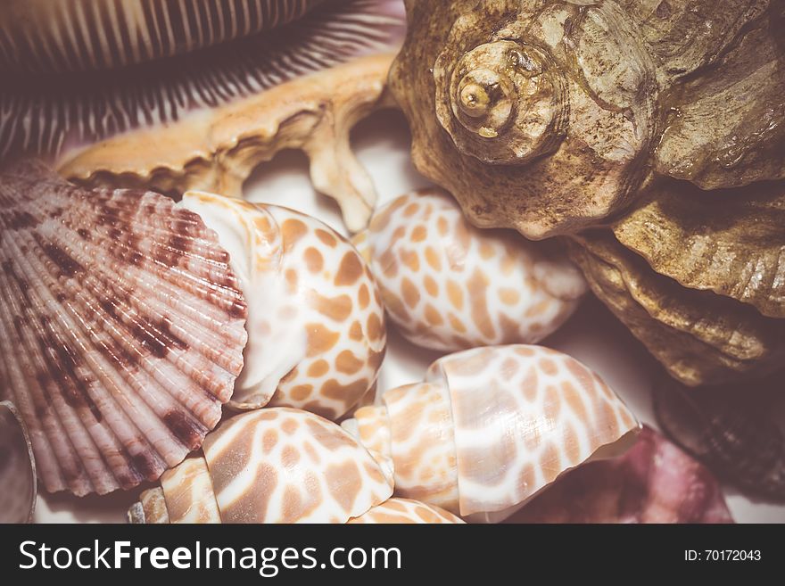 Lots of different seashells piled together, vintage colors close up. Lots of different seashells piled together, vintage colors close up.