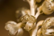 Neottia Nidus-avis ( Bird S-nest Orchid) Royalty Free Stock Photography Neottia Nidus-avis ( Bird S-nest Orchid) Royalty Free Stock Photography