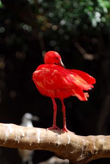 Red Ibis Royalty Free Stock Images