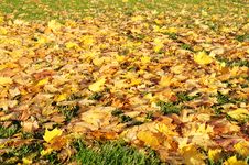 Multi-coloured Maple Leaves Stock Photos