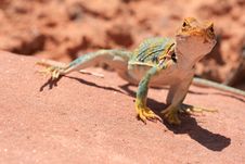 Eastern Collared Lizard Royalty Free Stock Photos Eastern Collared Lizard Royalty Free Stock Photos