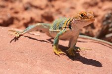 Eastern Collared Lizard Royalty Free Stock Images Eastern Collared Lizard Royalty Free Stock Images