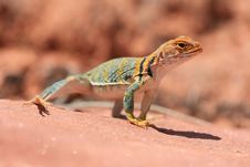 Eastern Collared Lizard Stock Photos Eastern Collared Lizard Stock Photos