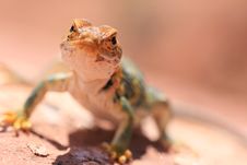 Eastern Collared Lizard Stock Photography Eastern Collared Lizard Stock Photography