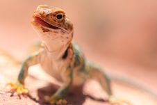 Eastern Collared Lizard Stock Images Eastern Collared Lizard Stock Images