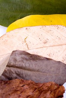 Autumn Leaves On White Stock Images Autumn Leaves On White Stock Images